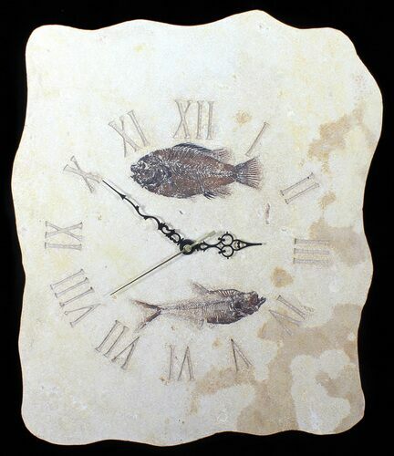 Tall Clock With Cockerellites & Diplomystus Fish Fossils #50917